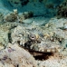 crocodilefish_flathead_nus_h_0705_png1753.jpg
